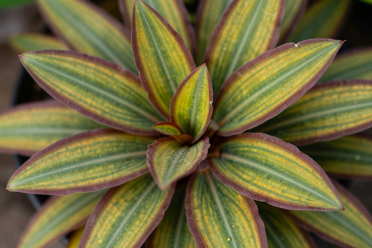 Come prendersi cura della tradescantia nanouk con foglie secche e ravvivarla facilmente