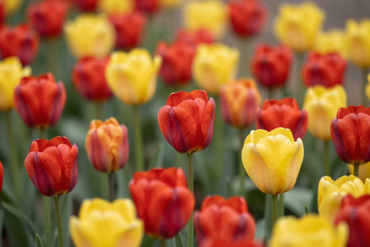 Come scegliere e piantare bulbi di tulipani olandesi per ottenere splendide fioriture
